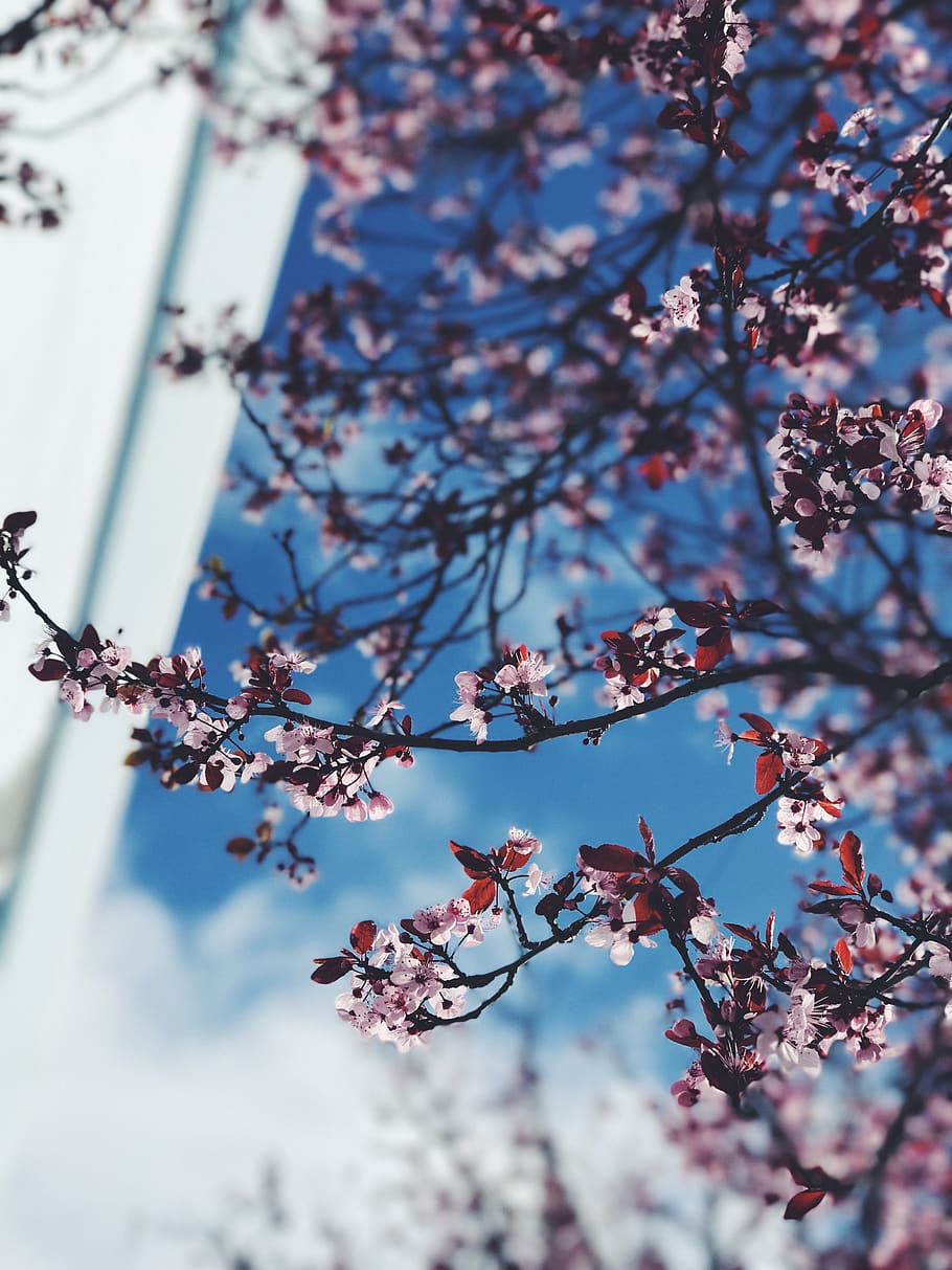 flowering plant, tree, branch, fragility, low angle view, freshness HD wallpaper