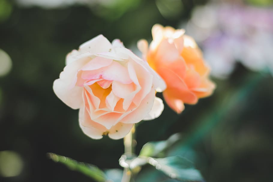 hd, wallpaper, up, close, rose, roses, orange, pink, bloom HD wallpaper