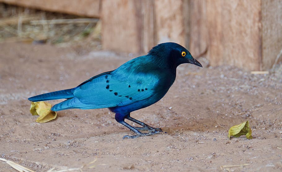 bird, animal, jay, kenya, bluebird, blue jay, starling, glossy starling