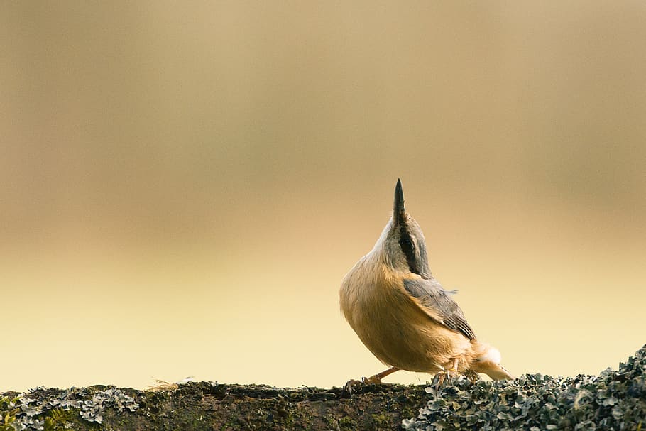 nature, bird, nuthatch, animal themes, animals in the wild HD wallpaper