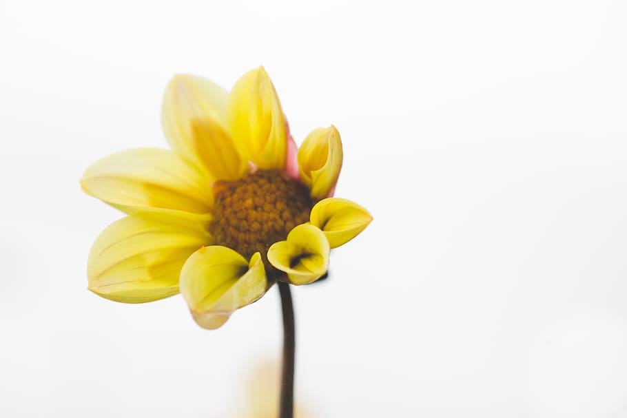 flower, light, yellow, nature, water drop, drop of water, flowering plant HD wallpaper