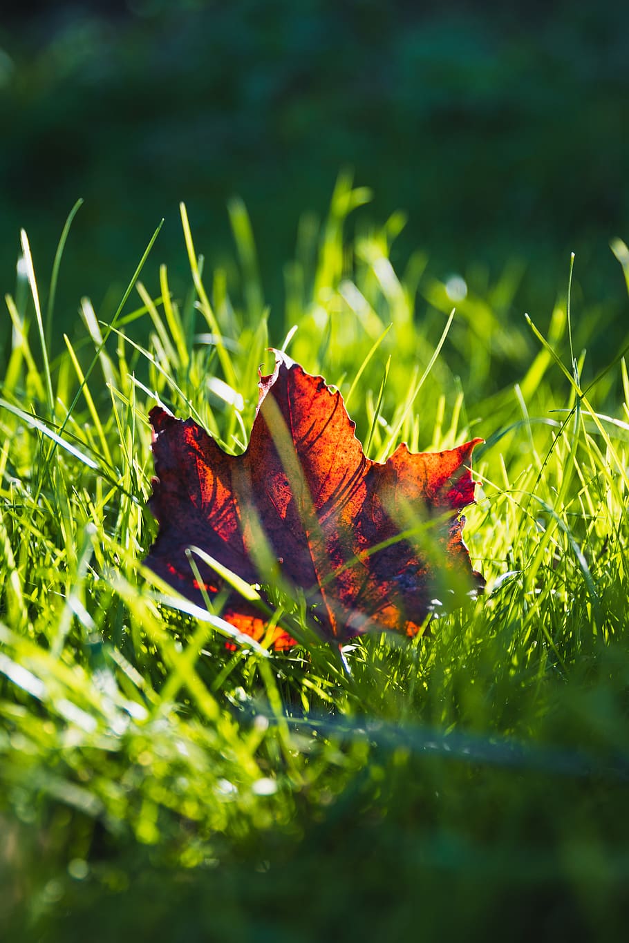 green leafed plant, grass, flora, maple leaf, veins, invertebrate HD wallpaper
