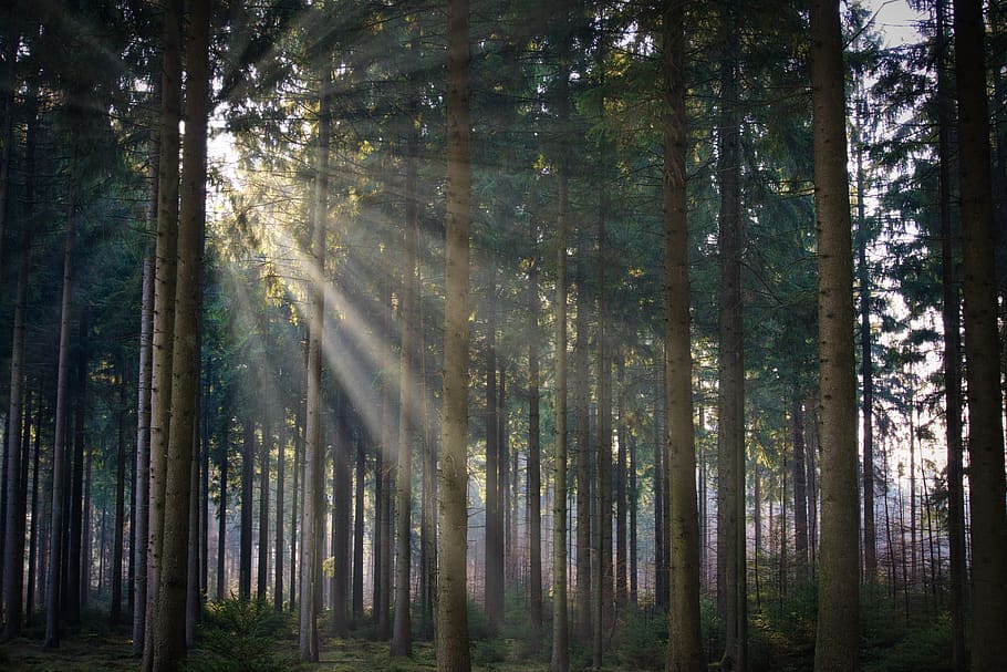 trees, sunrays, woods, light, sunlight, forest, plant, land HD wallpaper