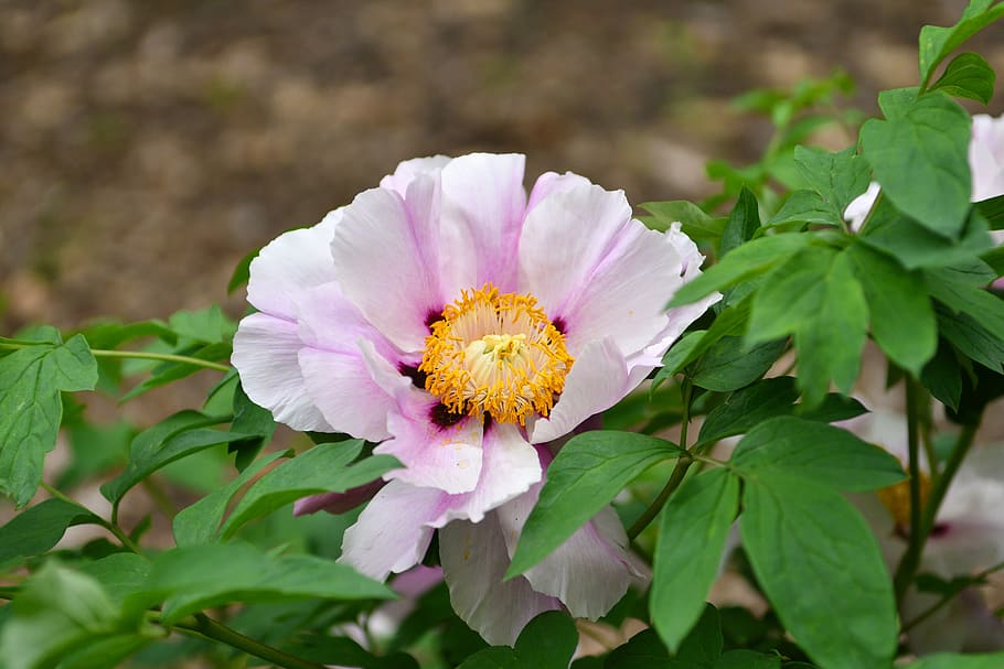 flower, flowers, pink, spring, plant, summer, garden, nature HD wallpaper