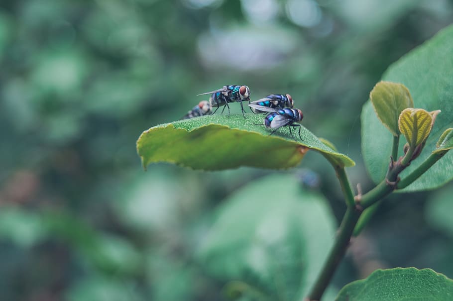 flies, leaf, nature, fly, autumn, forest, toxic, insect, plant HD wallpaper