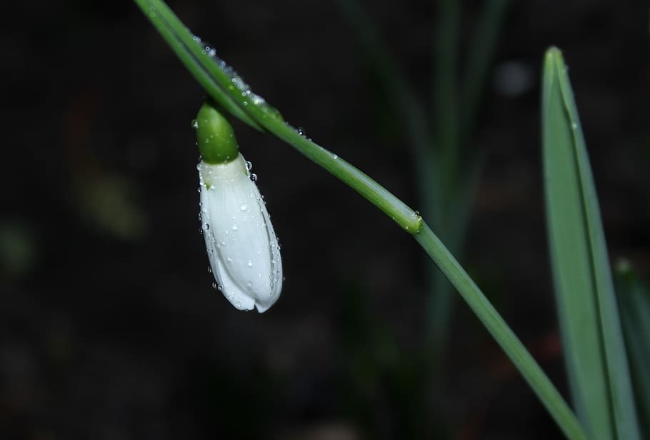snowdrop, winter, nature, leaf, plant, at the court of, flowers HD wallpaper