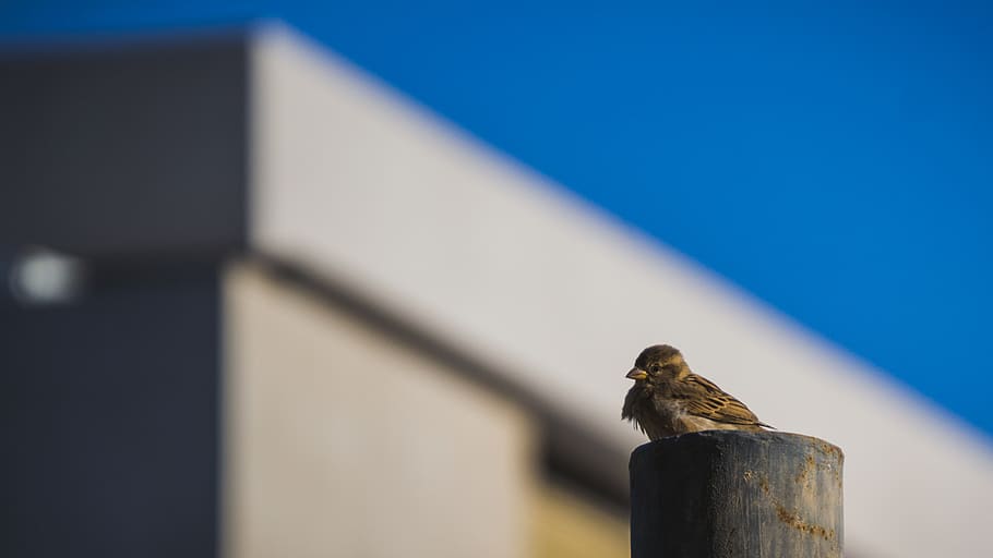 bird, fly, horizon, animal themes, animals in the wild, animal wildlife HD wallpaper