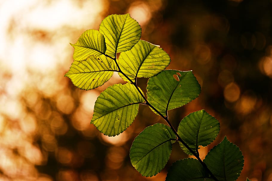 leaf, twig, foliage, tree, vein, pattern, autumn color, backlight HD wallpaper