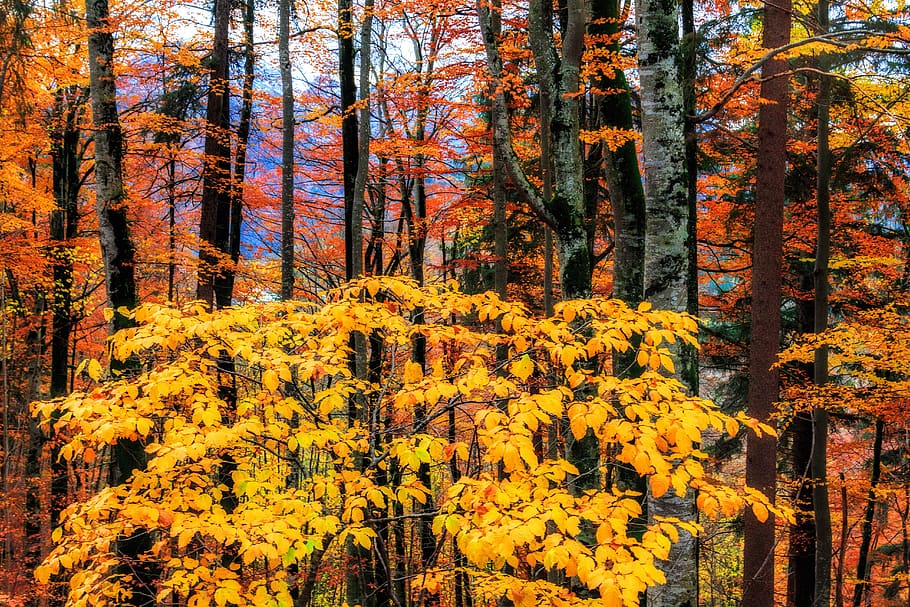 autumn, forest, leaves, leaf, season, nature, tree, plant, change HD wallpaper