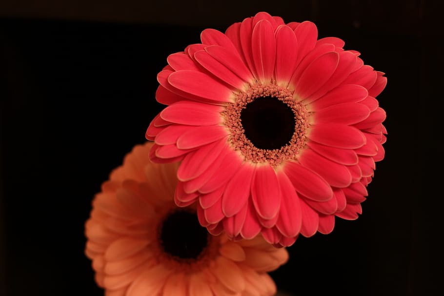flowers, gerbera, bloom, pink, dark background, beauty in nature HD wallpaper