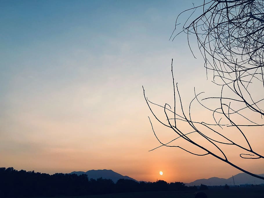 sky, sunset, silhouette, beauty in nature, tree, scenics - nature HD wallpaper