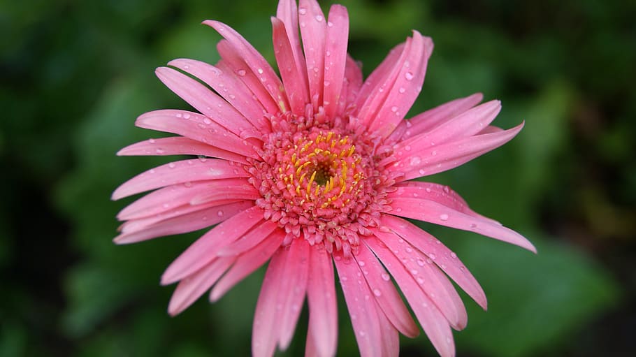 Pink Flower, bloom, blossom, close-up, dew, flora, HD wallpaper HD wallpaper