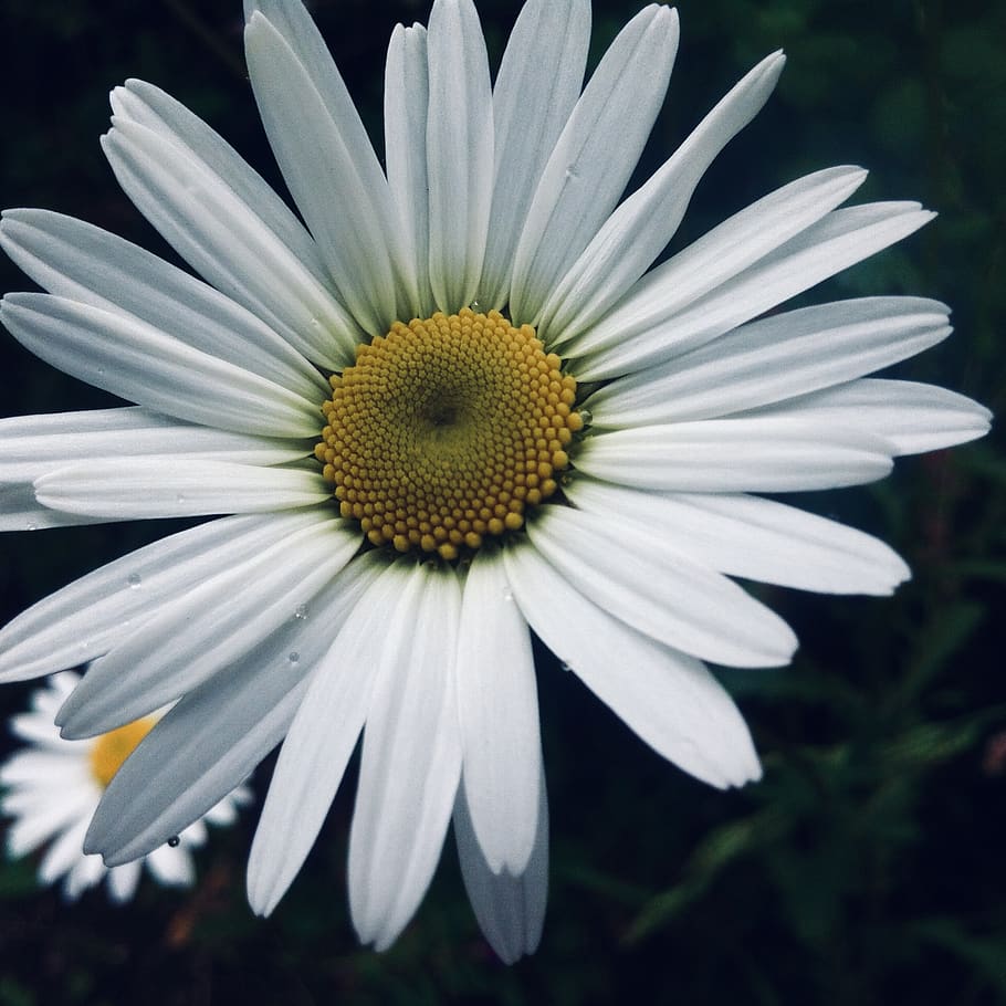 flower, daisy, bloom, petal, nature, closeup, inflorescence HD wallpaper