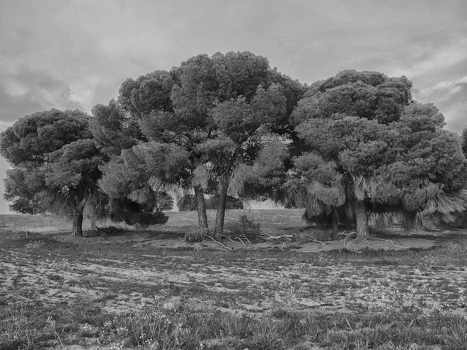 trees, landscape, bandw, plant, growth, field, tranquility HD wallpaper