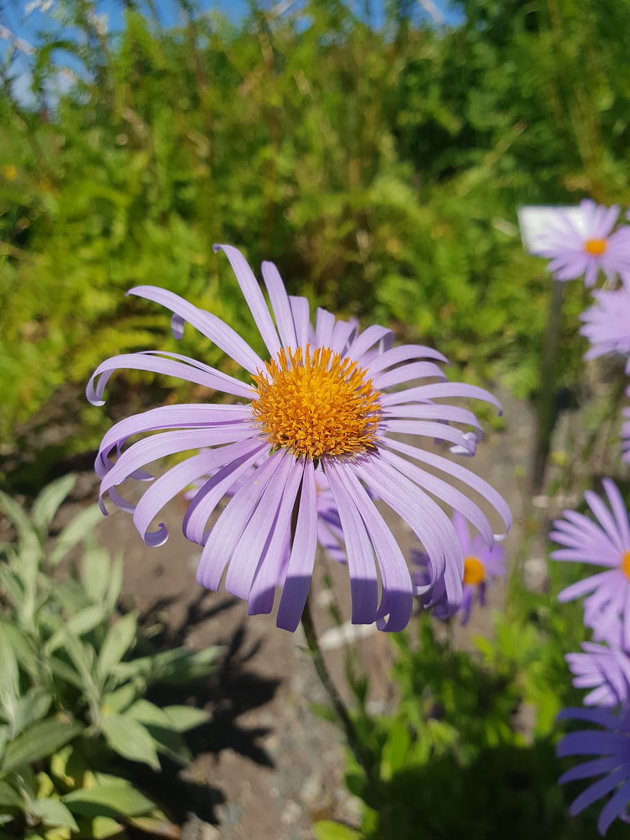 flower, purple, plants, grass, nature, garden, botany, flowering plant HD wallpaper