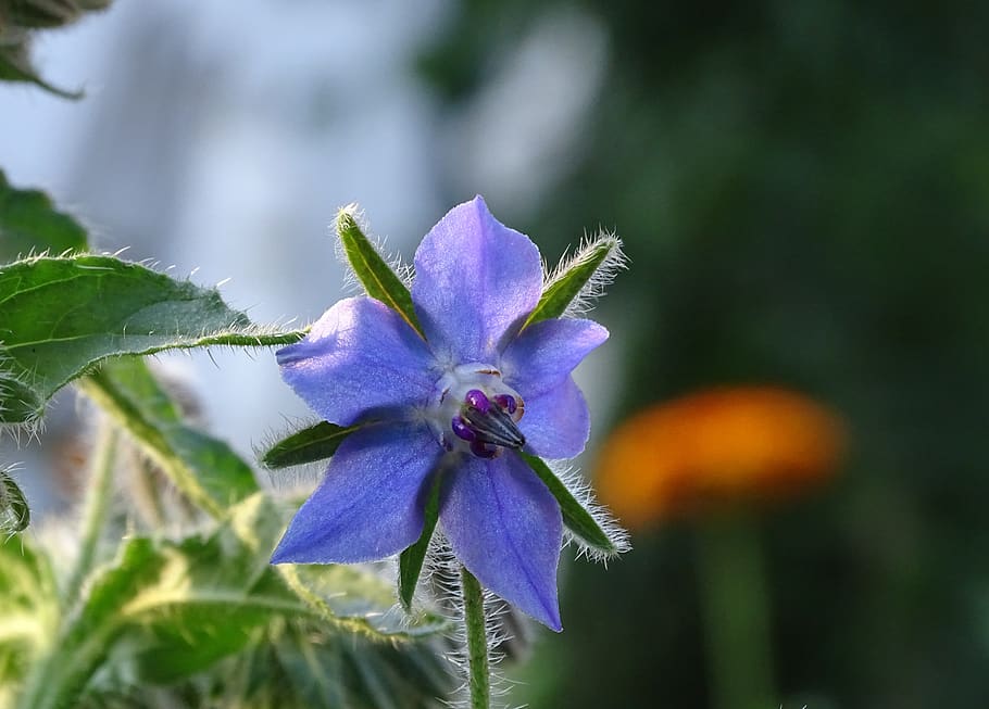 borage, cucumber herb, borretschblüte, culinary herbs, vegetable garden HD wallpaper