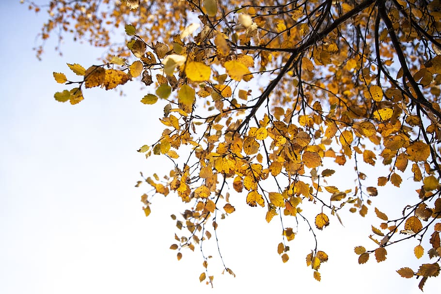 fall, tree, leaves, nature, sky, outdoors, plant, autumn, beauty in nature HD wallpaper