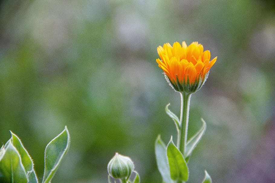 flower, orange, bloom, garden, nature, yellow, flowers, colorful HD wallpaper