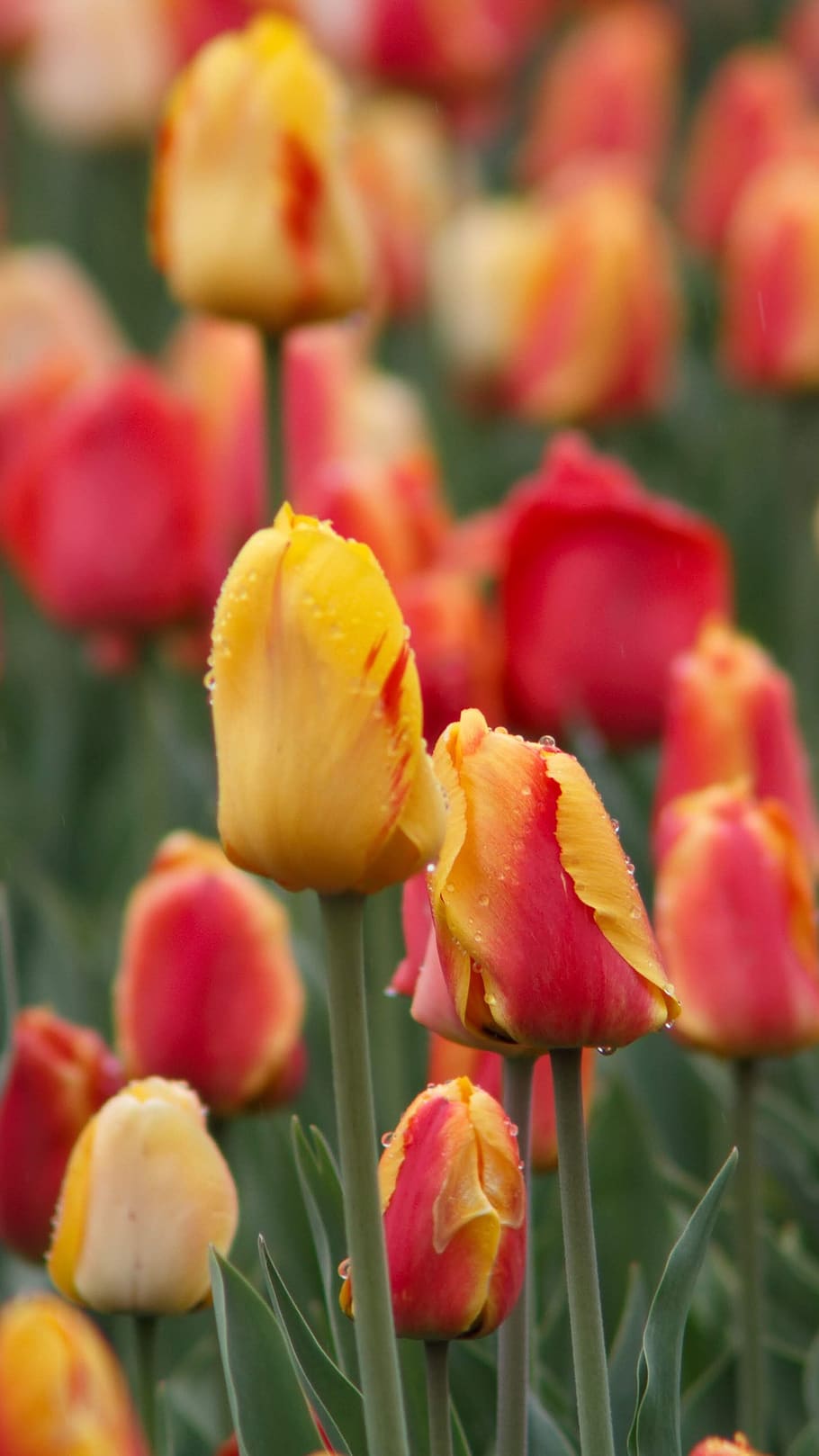 red and yellow tulips, growth, plant, flower, vulnerability, beauty in nature HD wallpaper