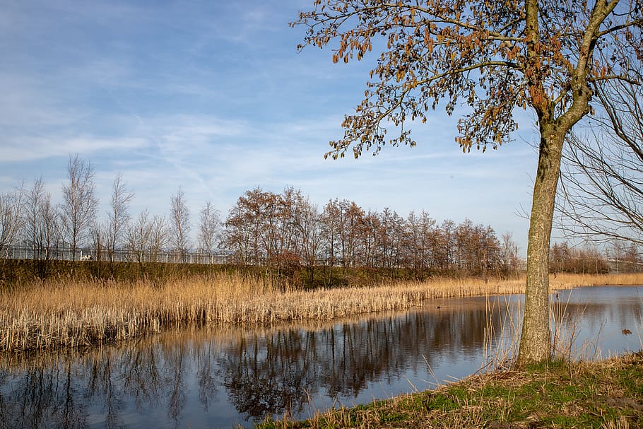 speed, water, trees, landscape, nature, winter, friesland, outdoor HD wallpaper