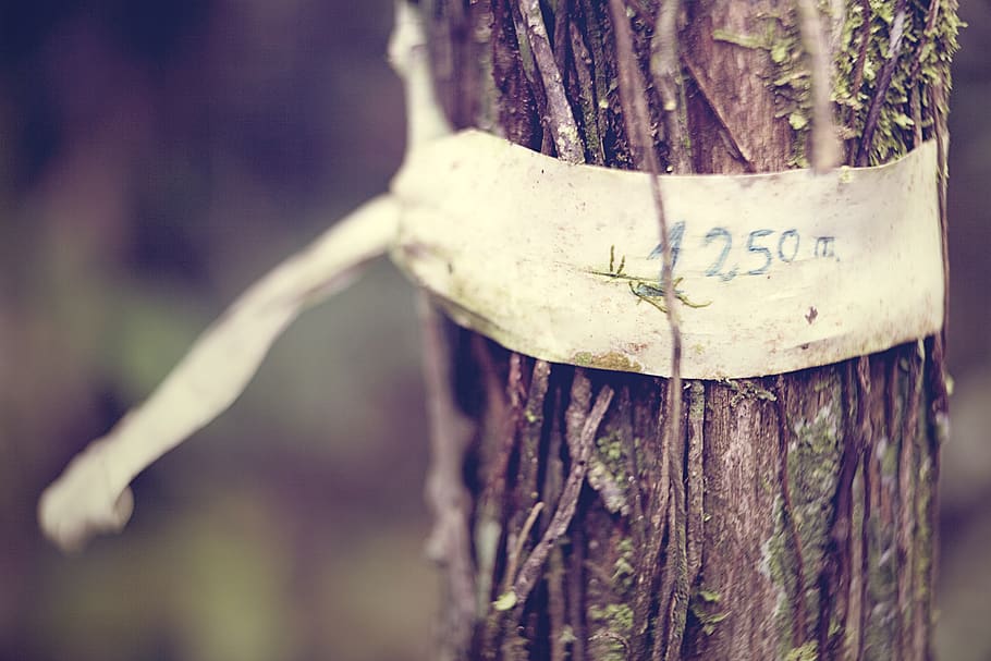 marker, amazon, jungle, tree, nature, bark, writing, message HD wallpaper