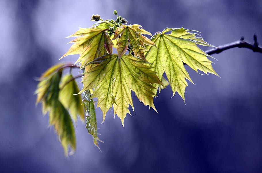 spring, leaves, green, nature, natural, foliage, environment HD wallpaper