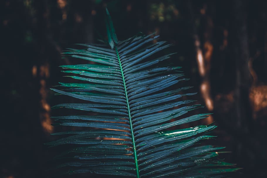 Green Leaf, macro, plant, close-up, nature, growth, no people HD wallpaper