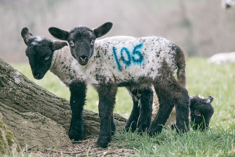 lamb, animal, sheep, grass, wool, spring, farm, nature, cute HD wallpaper