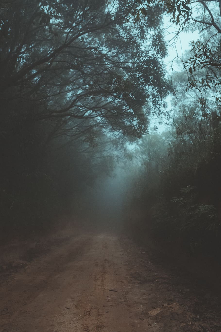Green-leafed Trees, dark, dawn, daylight, eerie, environment HD wallpaper