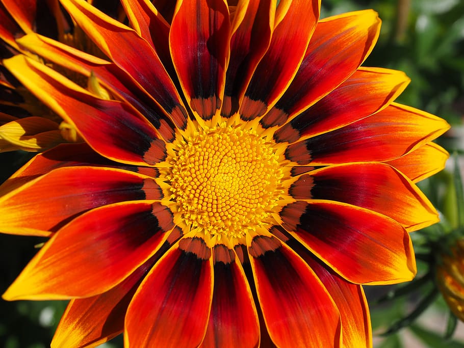 Red and Yellow Gazamia Flower, bloom, blossom, close-up, flora HD wallpaper