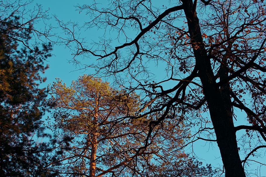Bare Tree Beside Green Leaves Tree, branches, low angle shot HD wallpaper