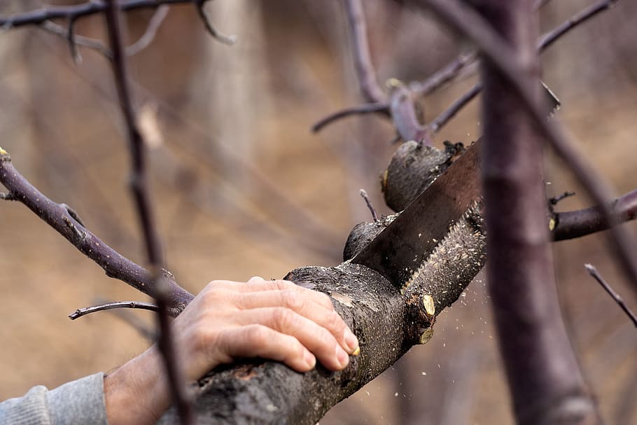 cutting, saw, tree, tool, work, blade, registrar, employee HD wallpaper