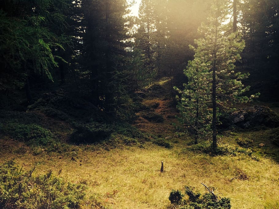 austria, light, grass, tree, green, plant, forest, land, tranquility HD wallpaper