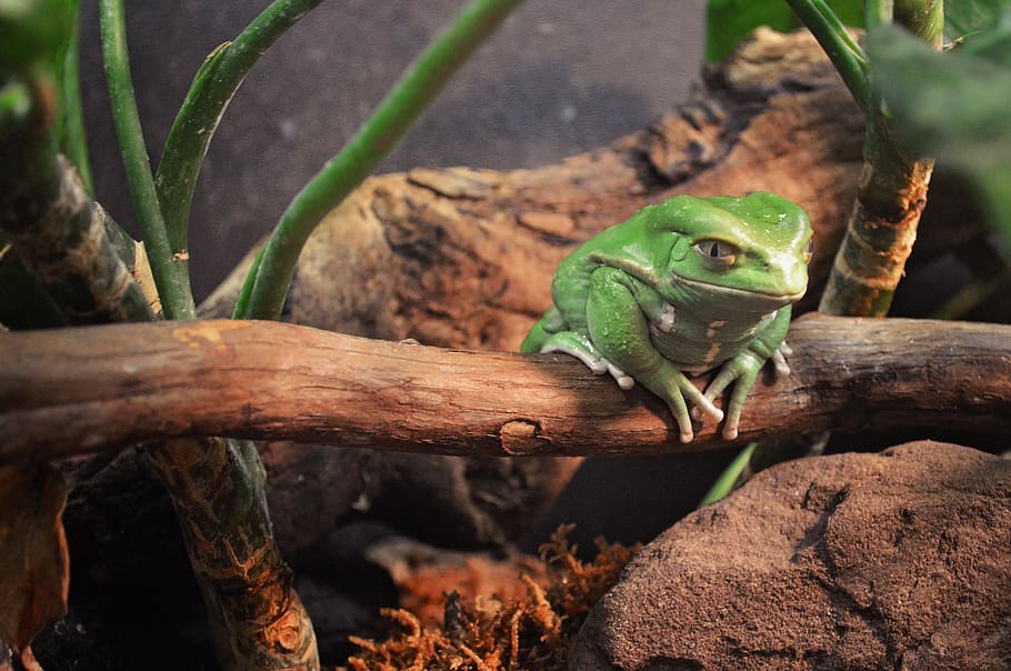 frog, green, smirk, sitting on a log, branch, rainforrest, amphebian HD wallpaper