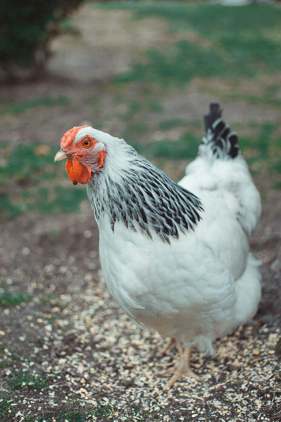 white and black chicken, animal themes, bird, vertebrate, domestic animals HD wallpaper