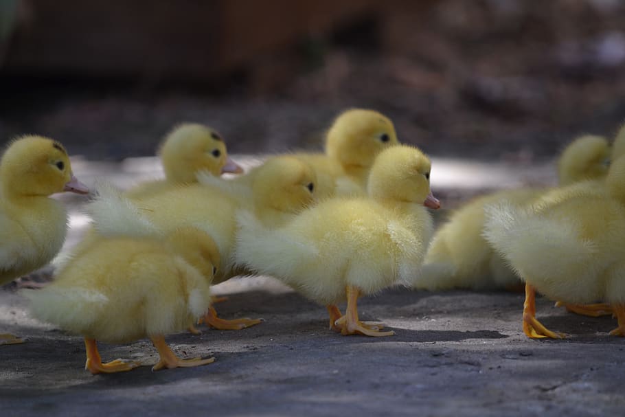 ducklings, cute, fluffy, bird, animal themes, young bird, group of animals HD wallpaper