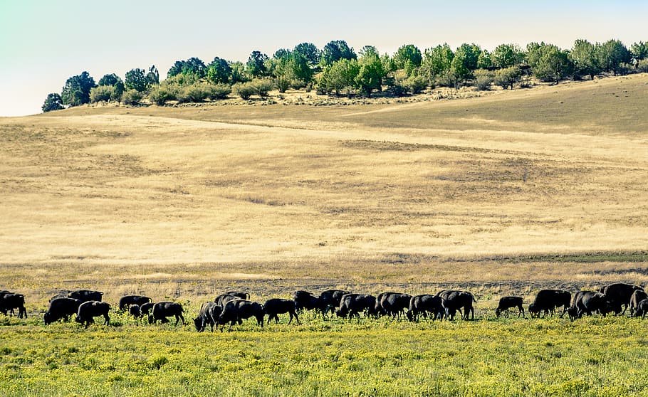 animal, trees, grass, buffels, nature, plant, field, land, animal themes HD wallpaper