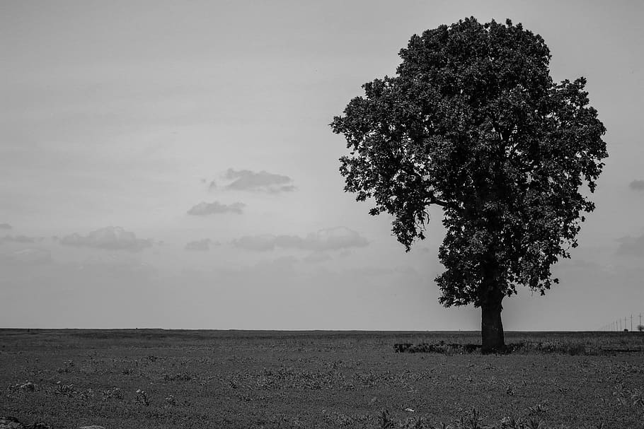 romania, tree, plant, sky, field, land, beauty in nature, growth HD wallpaper
