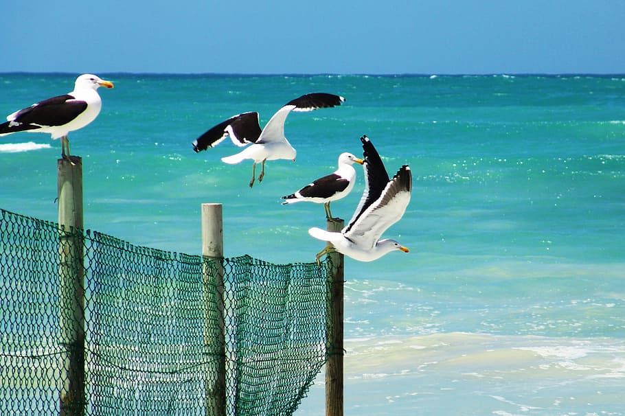 Seagulls Standing on a Wooden Fence Near a Beach, bird, island HD wallpaper
