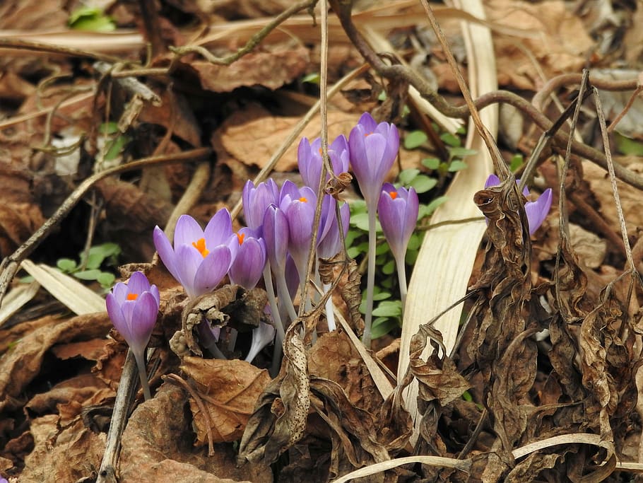crocus, violet, tender, spring messenger, flowers, toxic, plant HD wallpaper