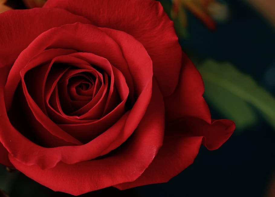 rose, red, flower, love, romance, bloom, summer, flowering plant HD wallpaper