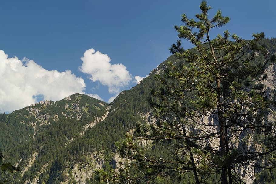 mountain, tree, sky, clouds, conifer, needles, blue, green HD wallpaper