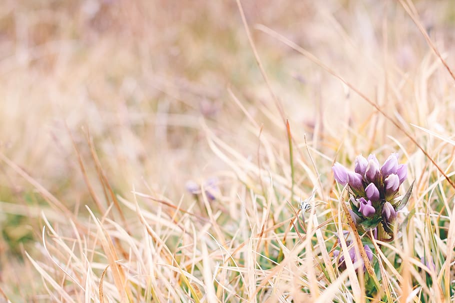 flower, nature, brown, purple, macro, floral, grass, switzerland HD wallpaper