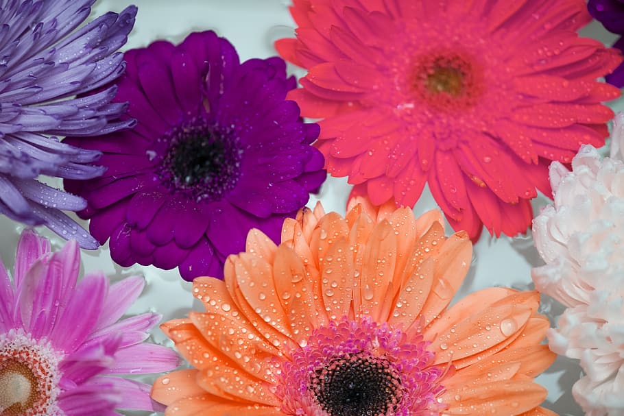 african daisy, attractive, background, bath, beautiful, beauty HD wallpaper