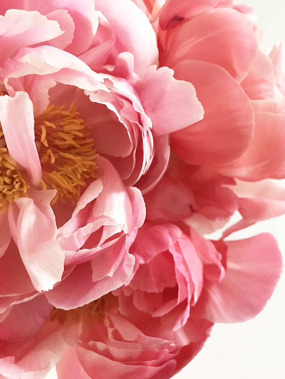 pink clustered-petal flower, plant, peony, blossom, flora, carnation HD wallpaper