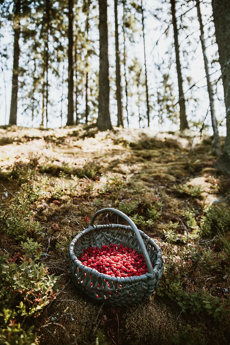 shallow focus photography of basket full of raspberries, berry HD wallpaper