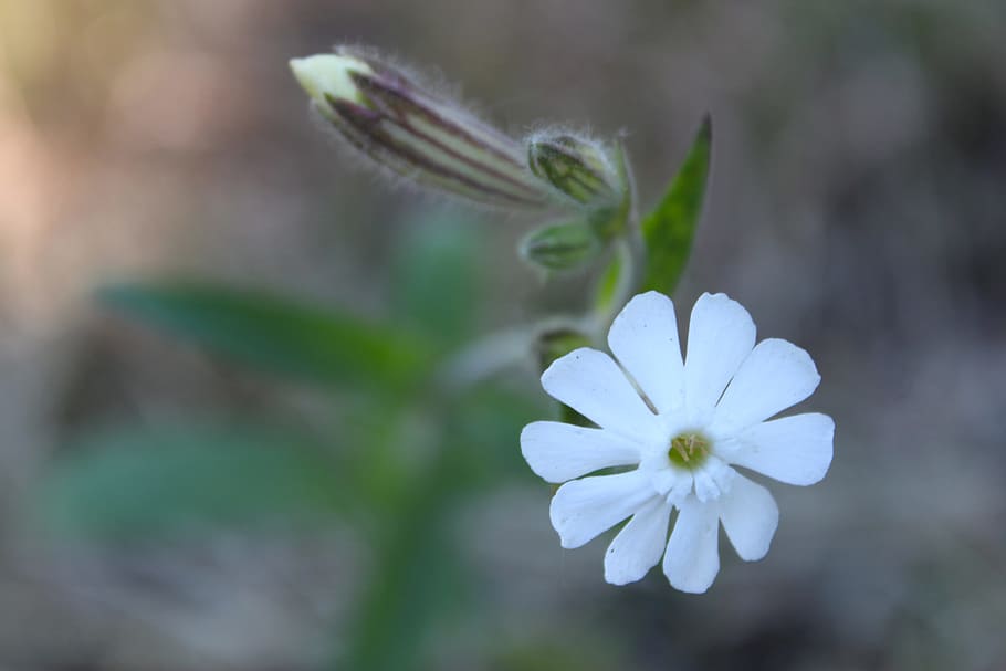 white, flower, blossom, bloom, nature, flowering plant, vulnerability HD wallpaper