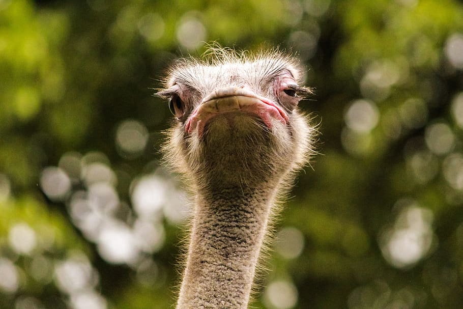 ostrich, bird, beak, head, animal, eyes, face, one animal, animal themes HD wallpaper