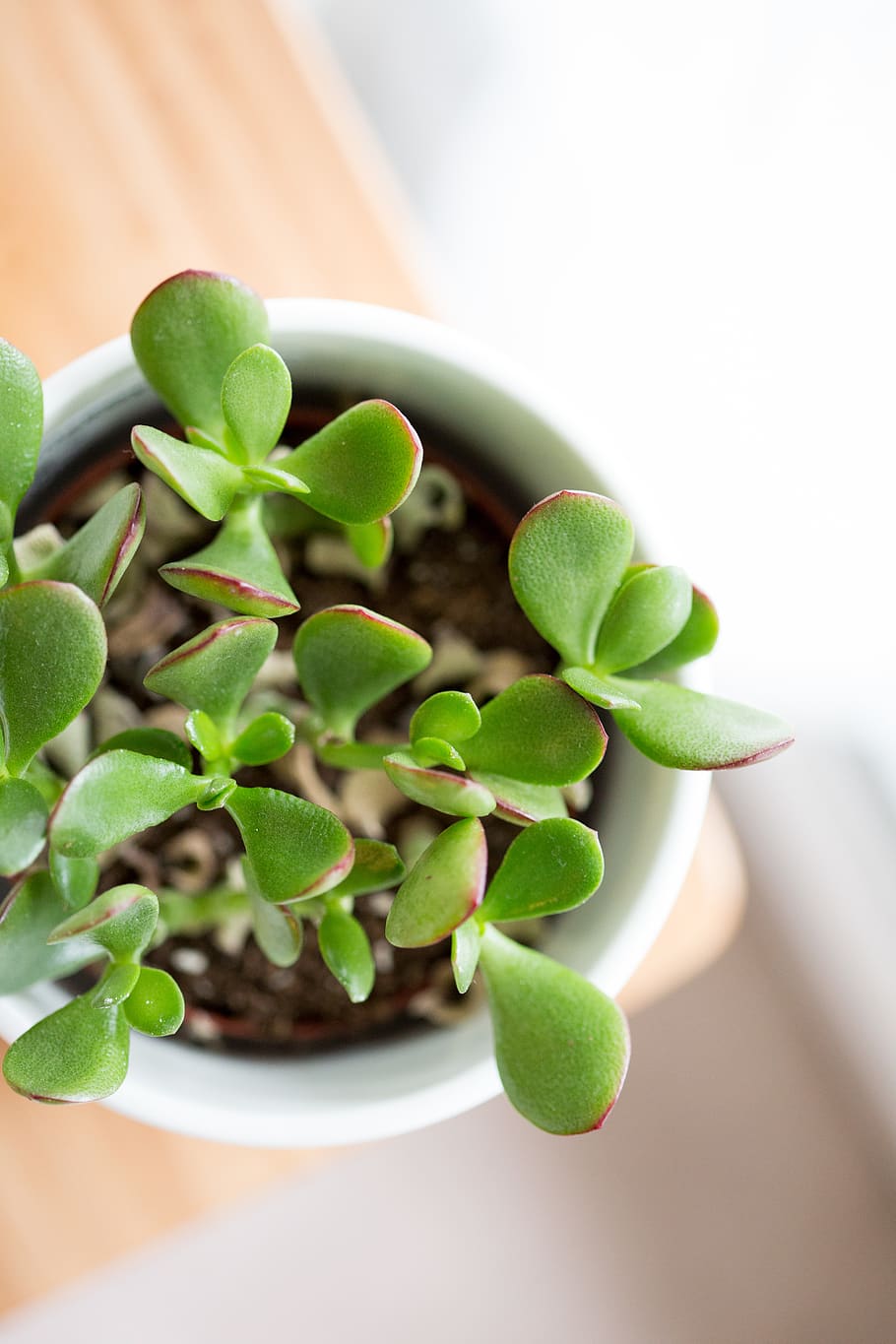 canada, calgary, decor, minimal, plant, photography, art, nature HD wallpaper