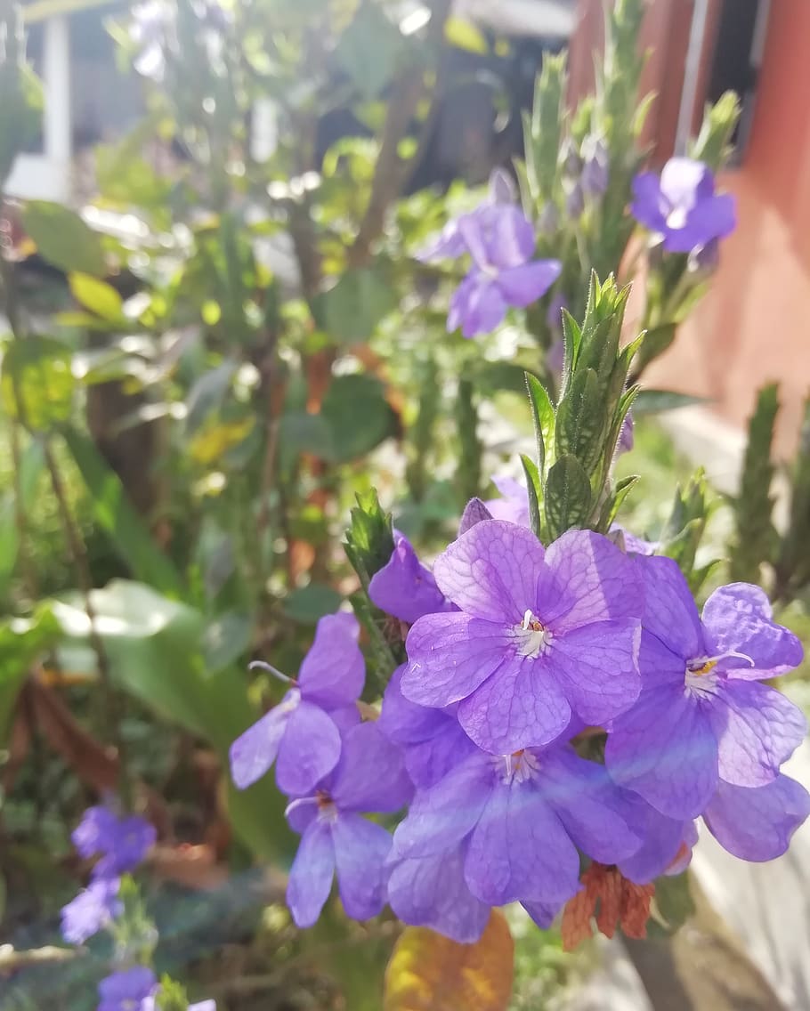 bloom, blossom, summer, nature, plant, flowers, spring, petals HD wallpaper